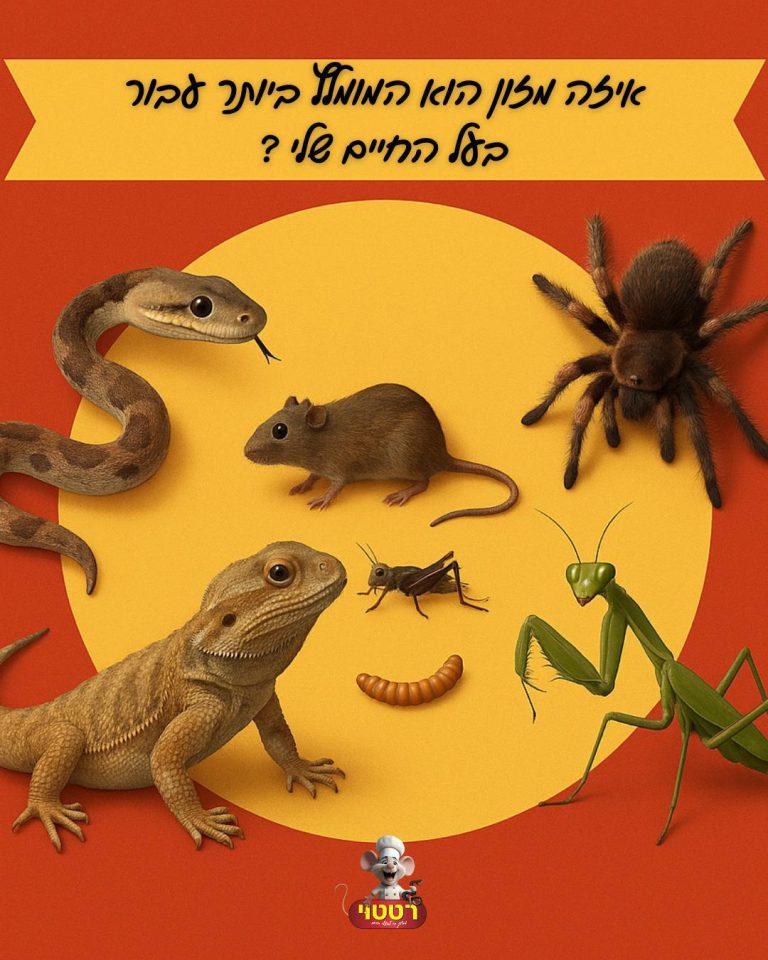 איזה מזון הוא המומלץ ביותר עבור בעל החיים שלי?